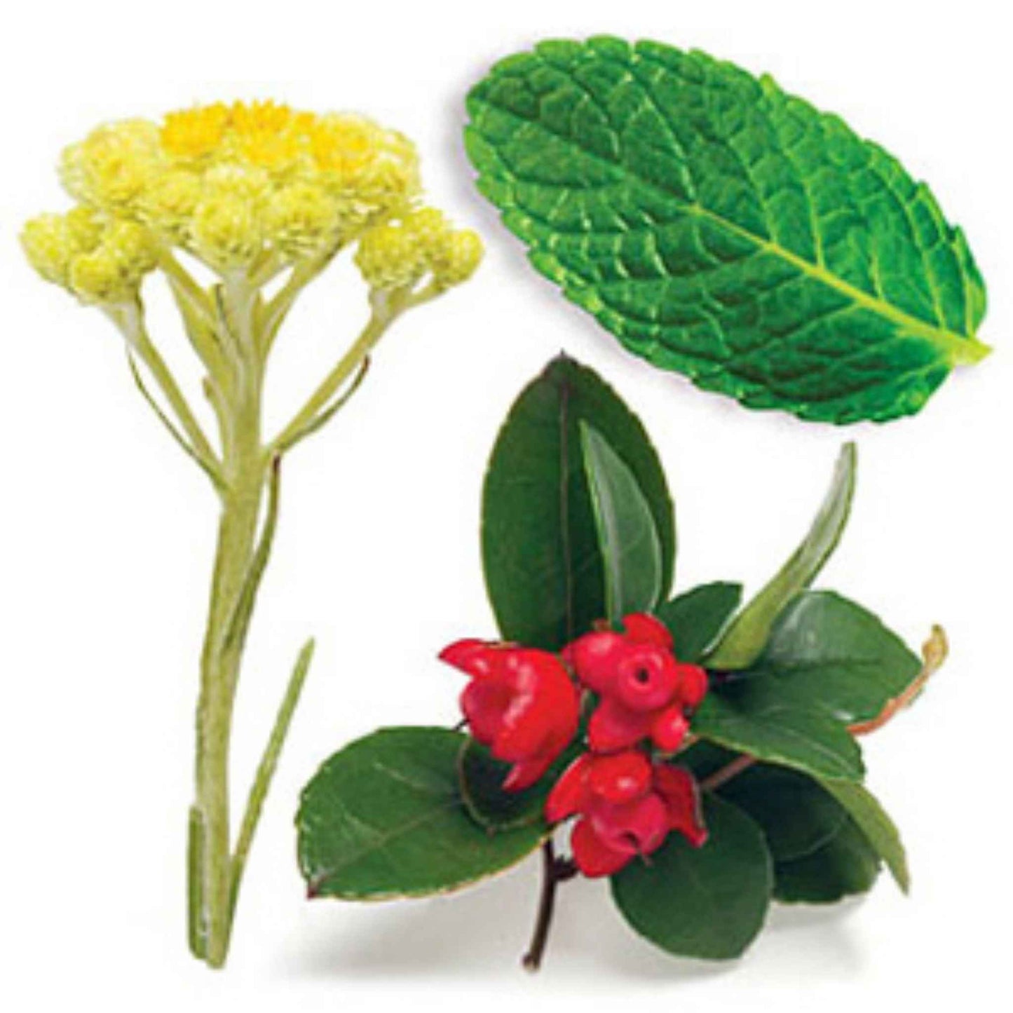 Illustration of herbs contained in Doterra ice blue rub