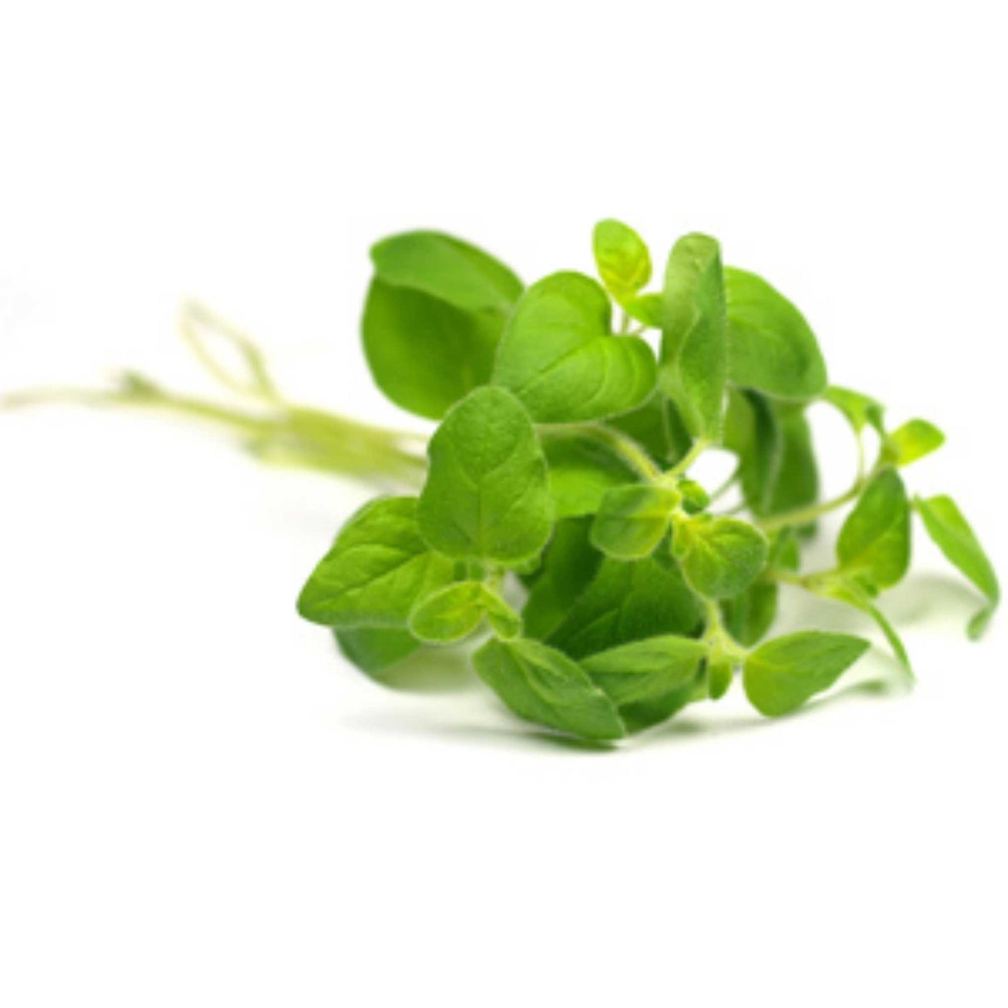 Bunch of fresh oregano leaves on a white background