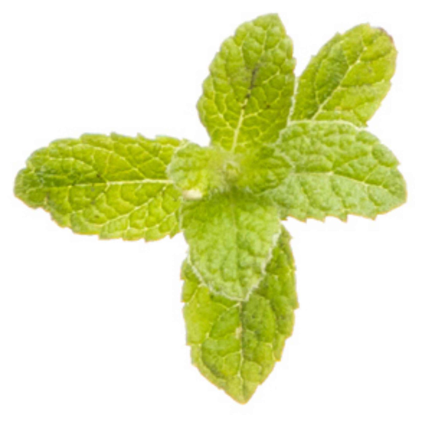 Close-up of a mint leaf on a white background