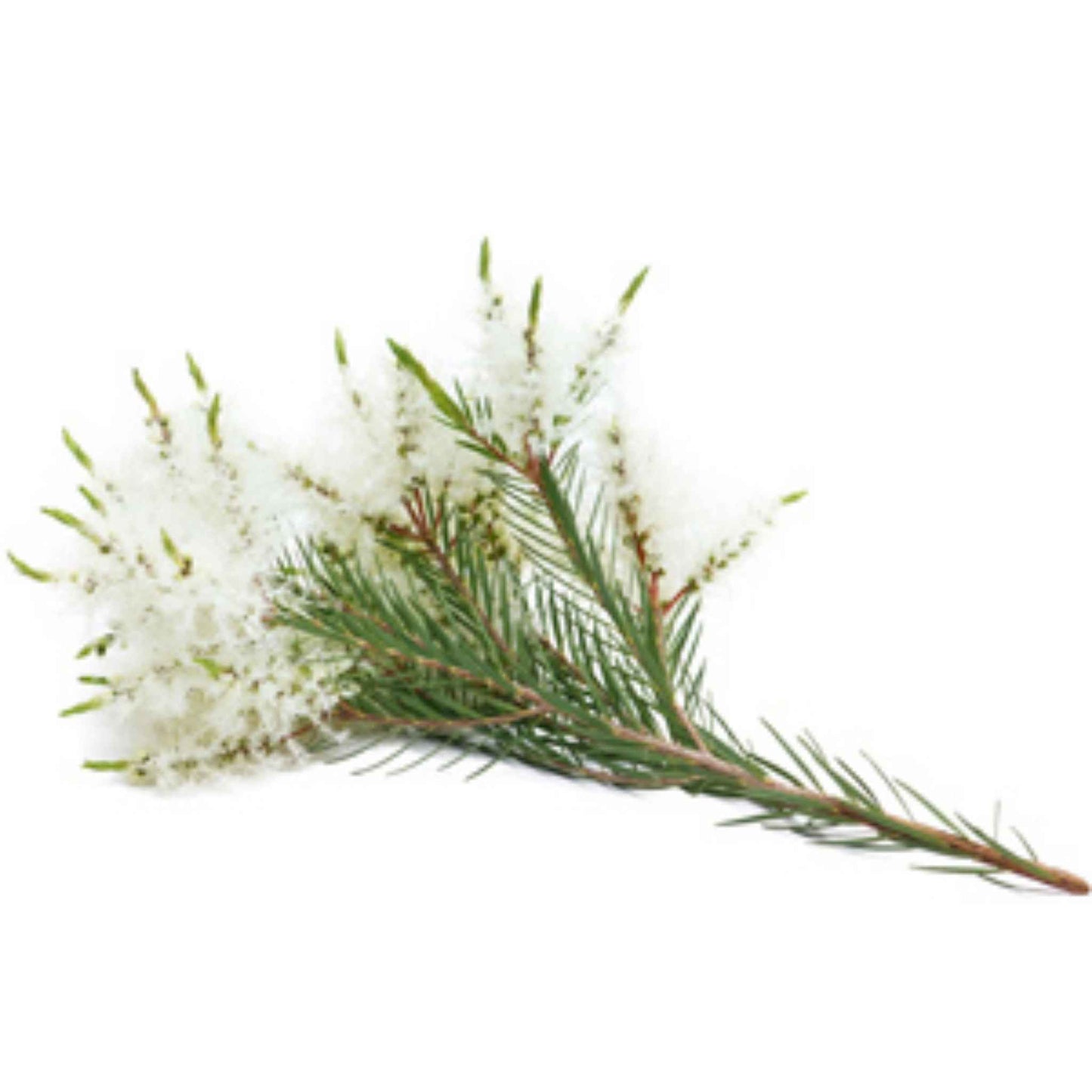 Tea Tree branch with white flowers and green leaves on a white background