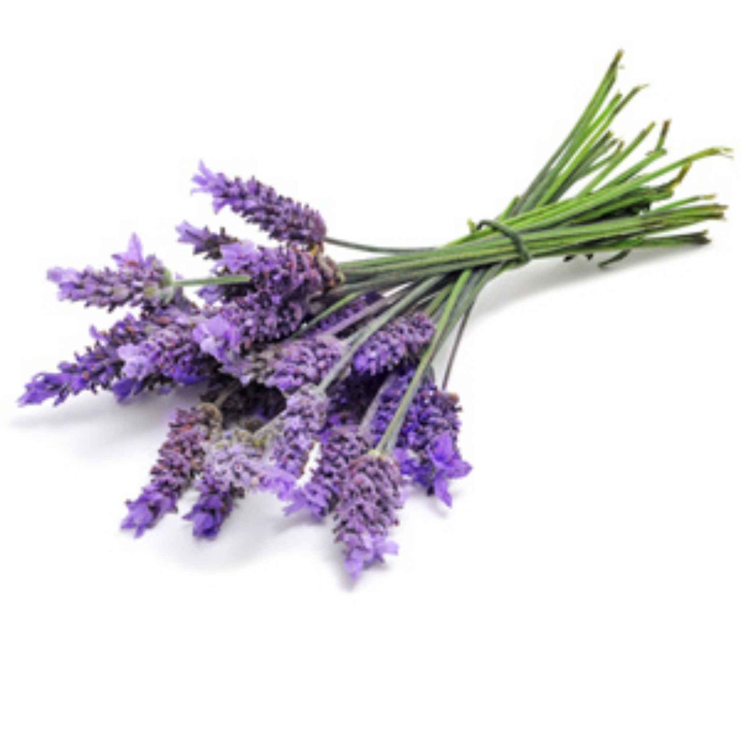 Bouquet of lavender flowers on a white background
