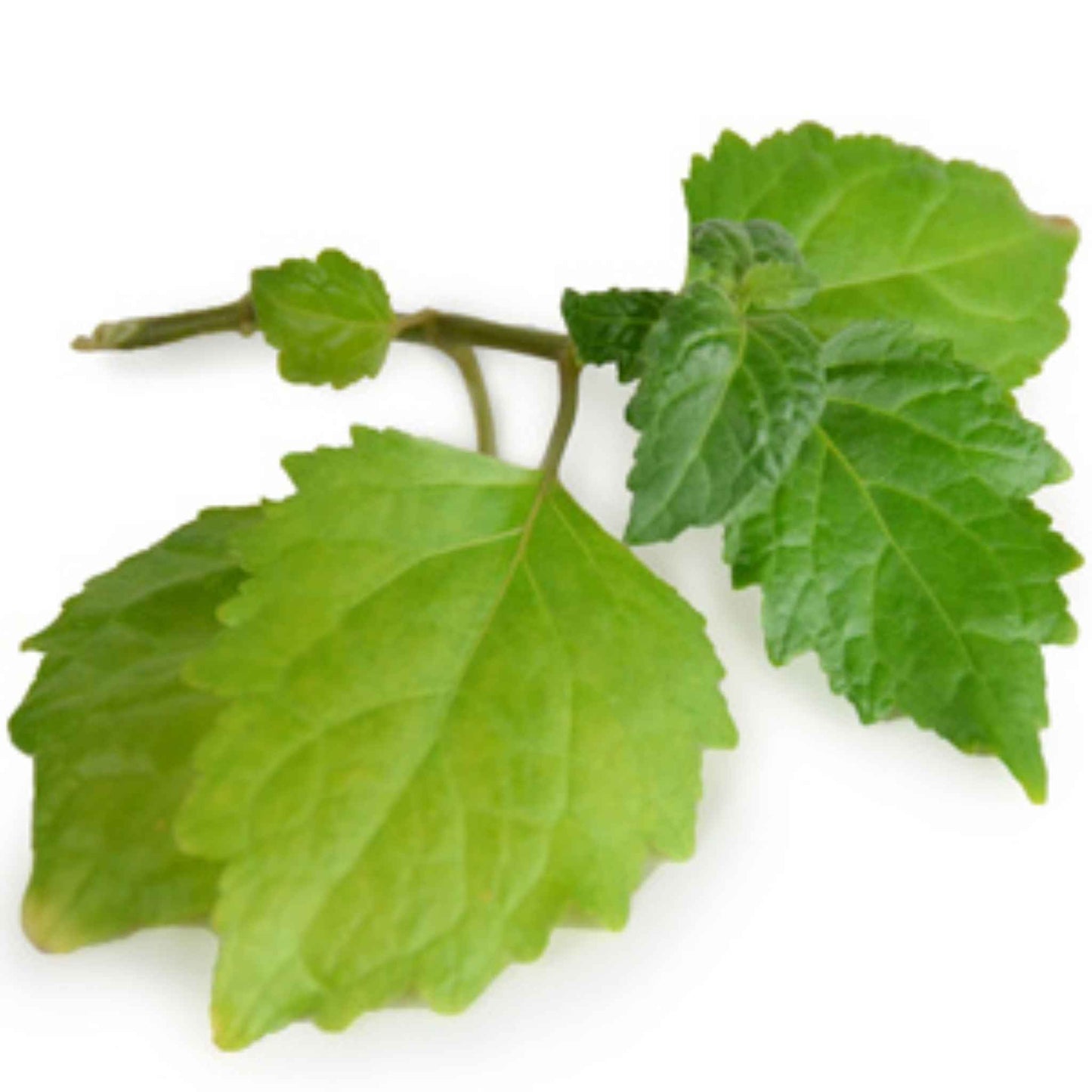 Green Patchouli leaves on a white background